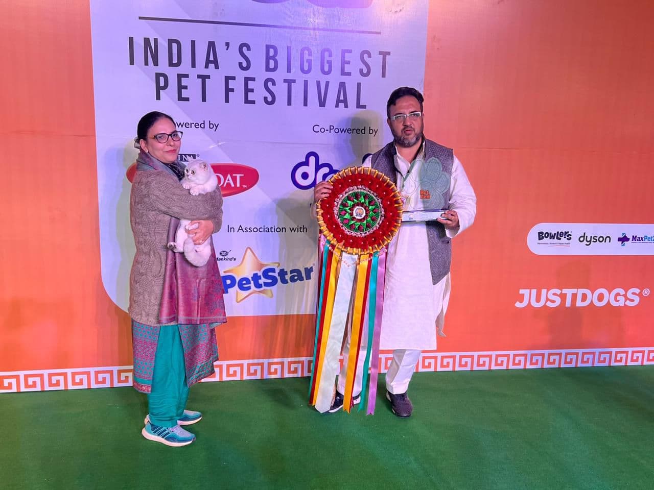 Prize-winning Khan Kittens kitten