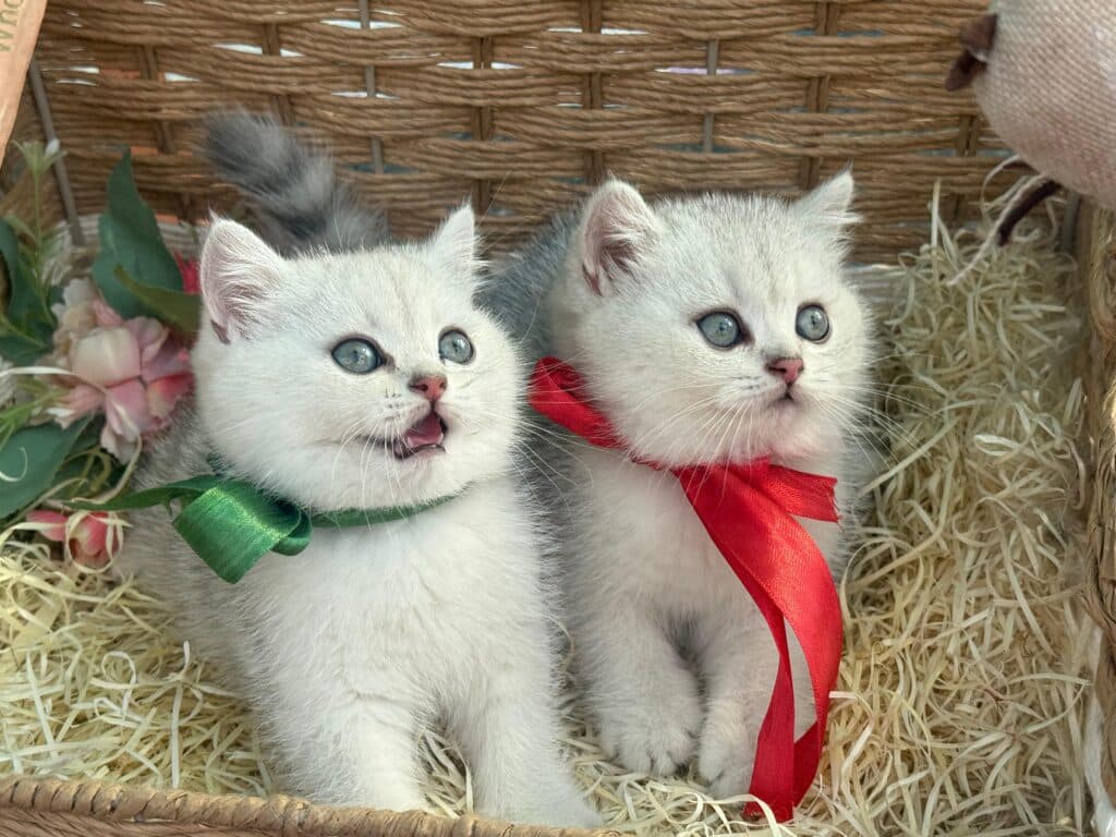 British shorthair chinchilla pair at Khan Kittens