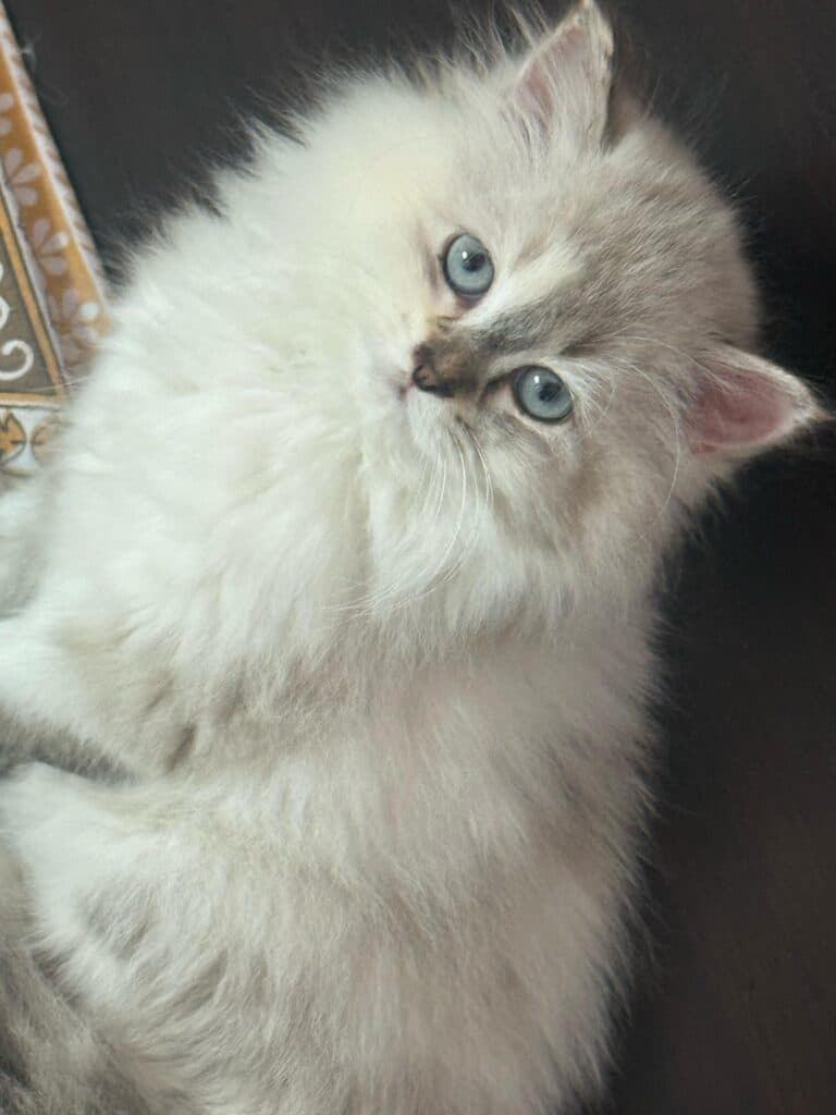 Lynxpoint ragdoll at Khan Kittens