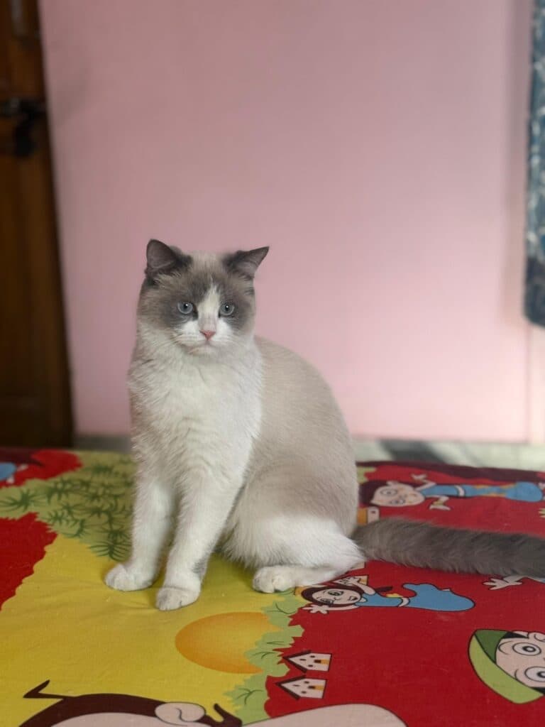 Ragdoll cat at Khan Kittens