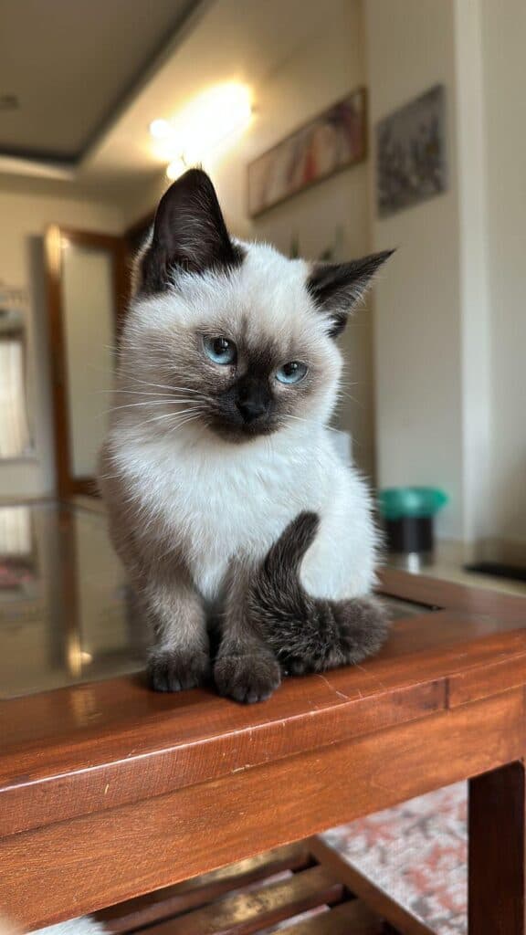 Siamese at Khan Kittens 2