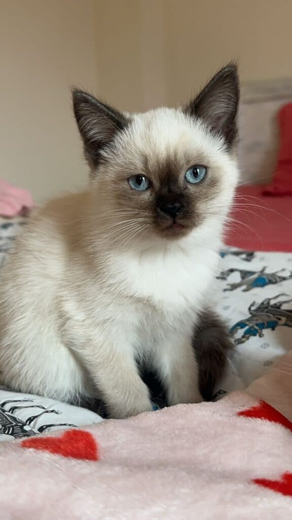 Siamese at Khan Kittens 3