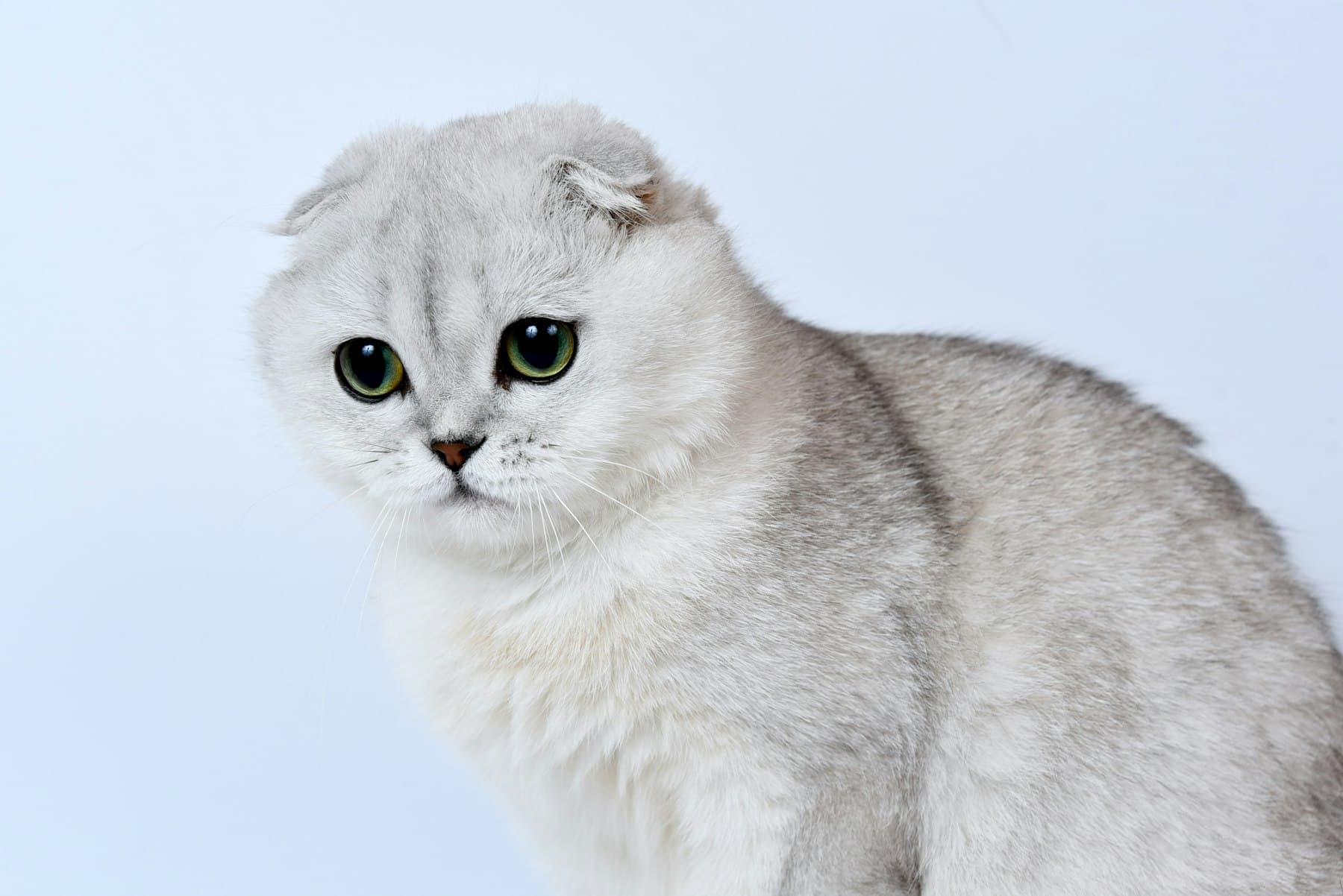 A Scottish Fold cat