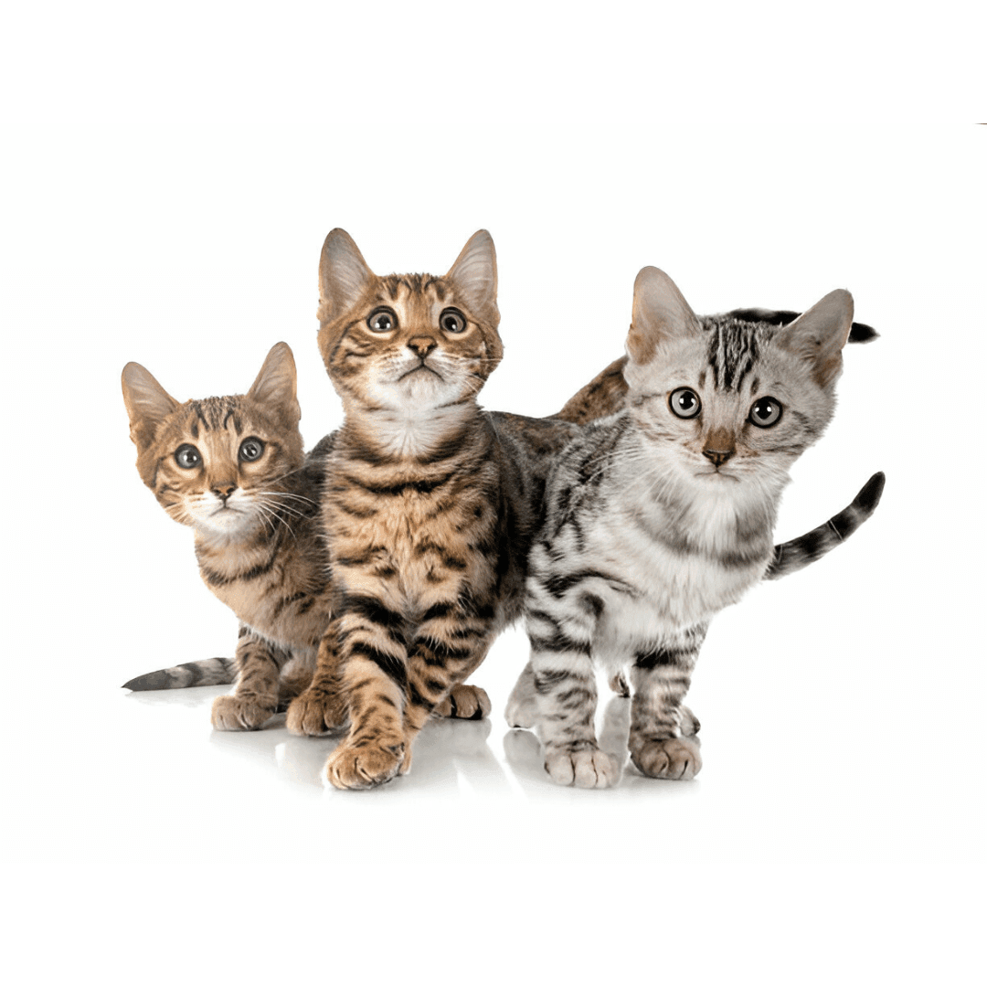 Bengal