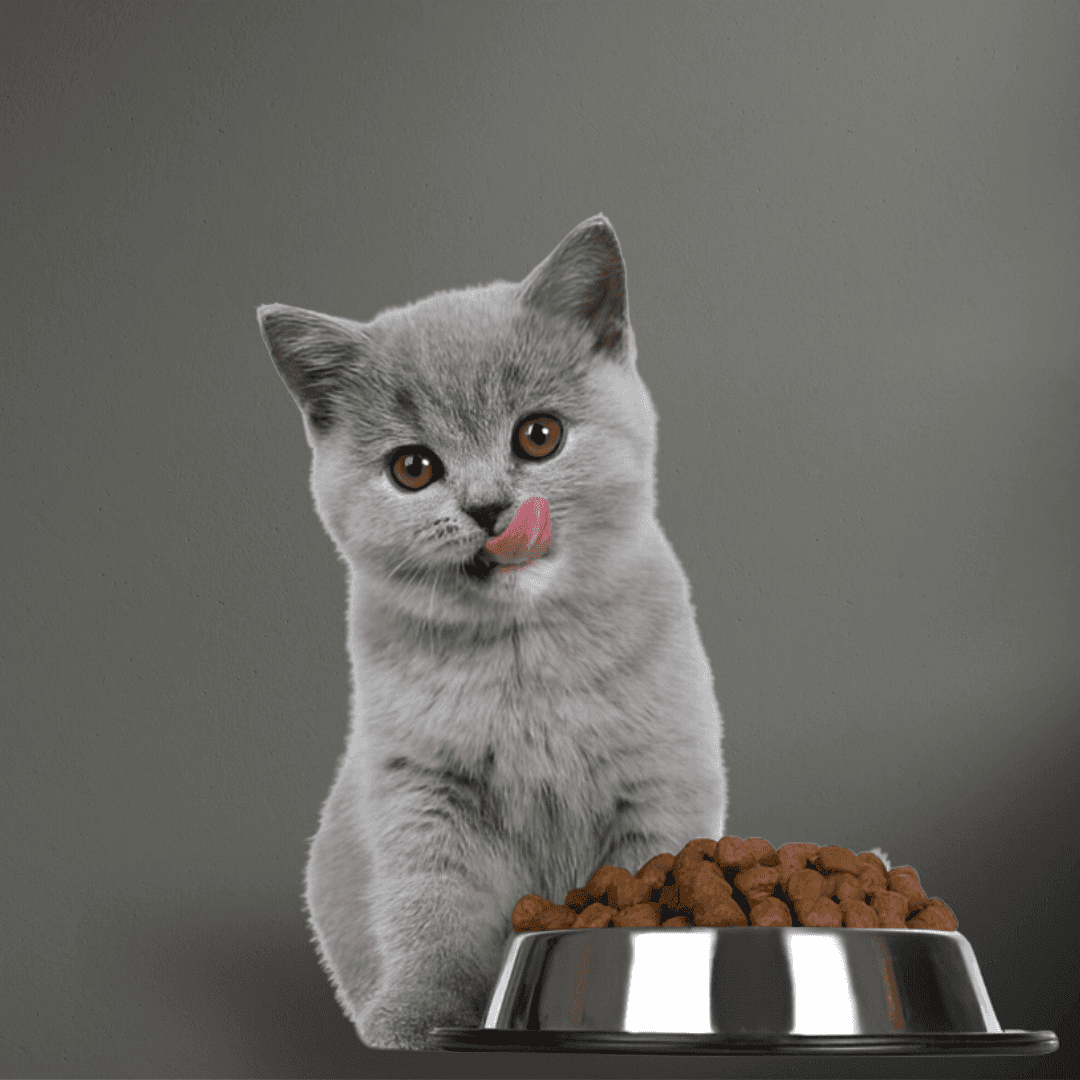 British Shorthair kitten