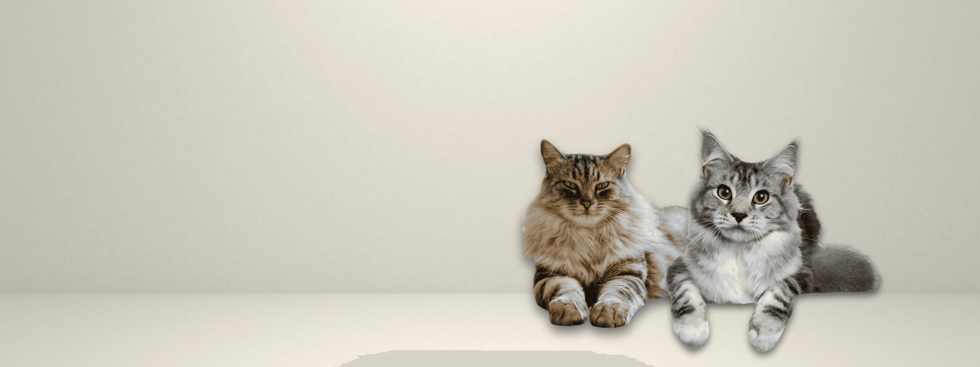 Maine Coon at Khan Kittens 3