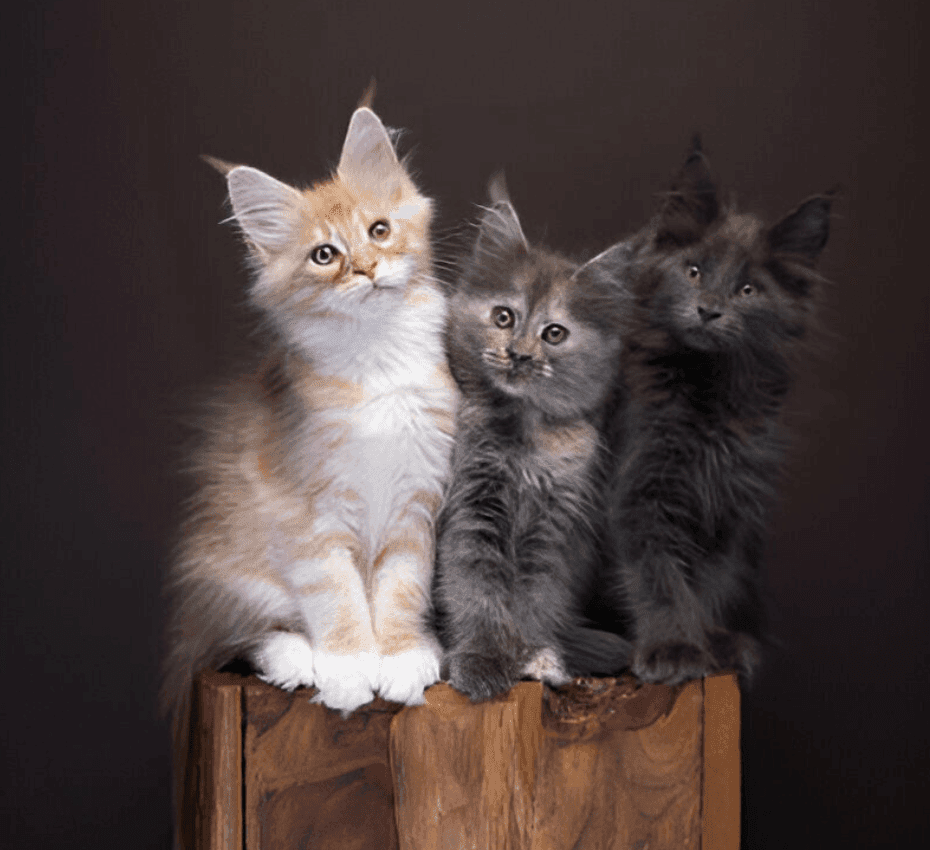 Maine Coon kittens