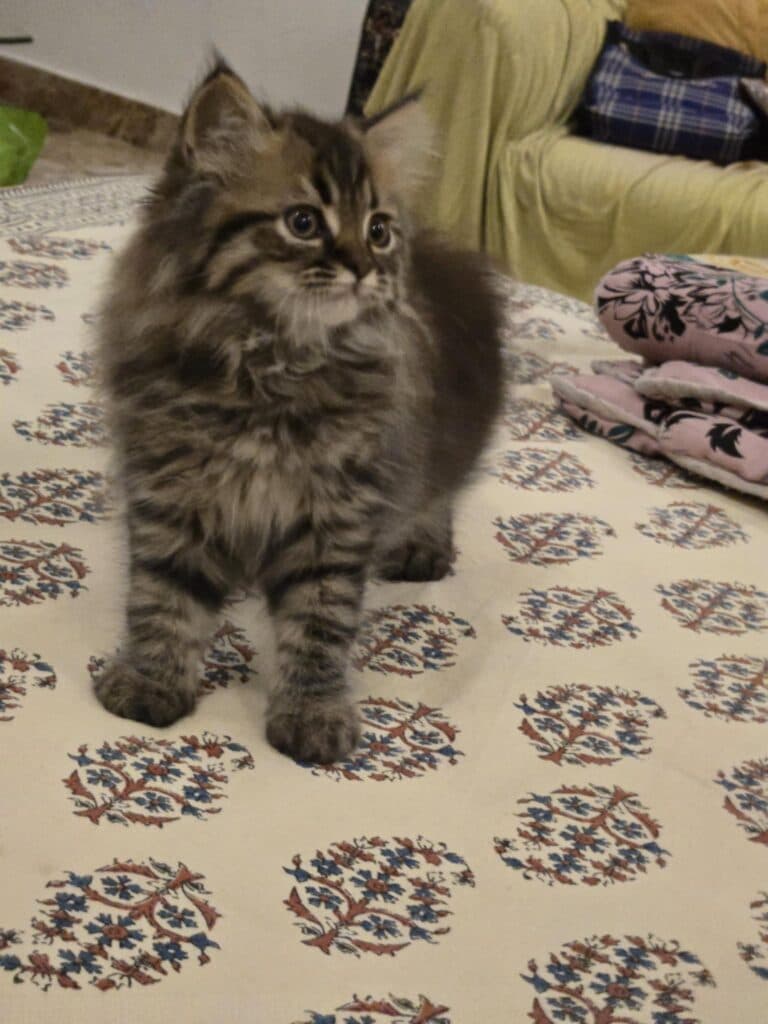 Siberian at Khan Kittens 1