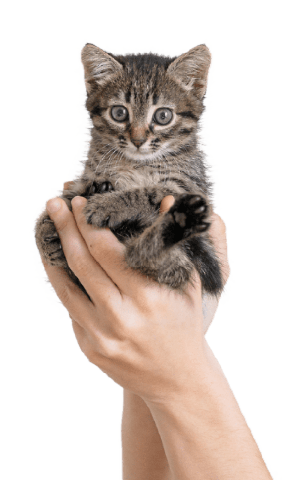 Premium Cat Breeder in India