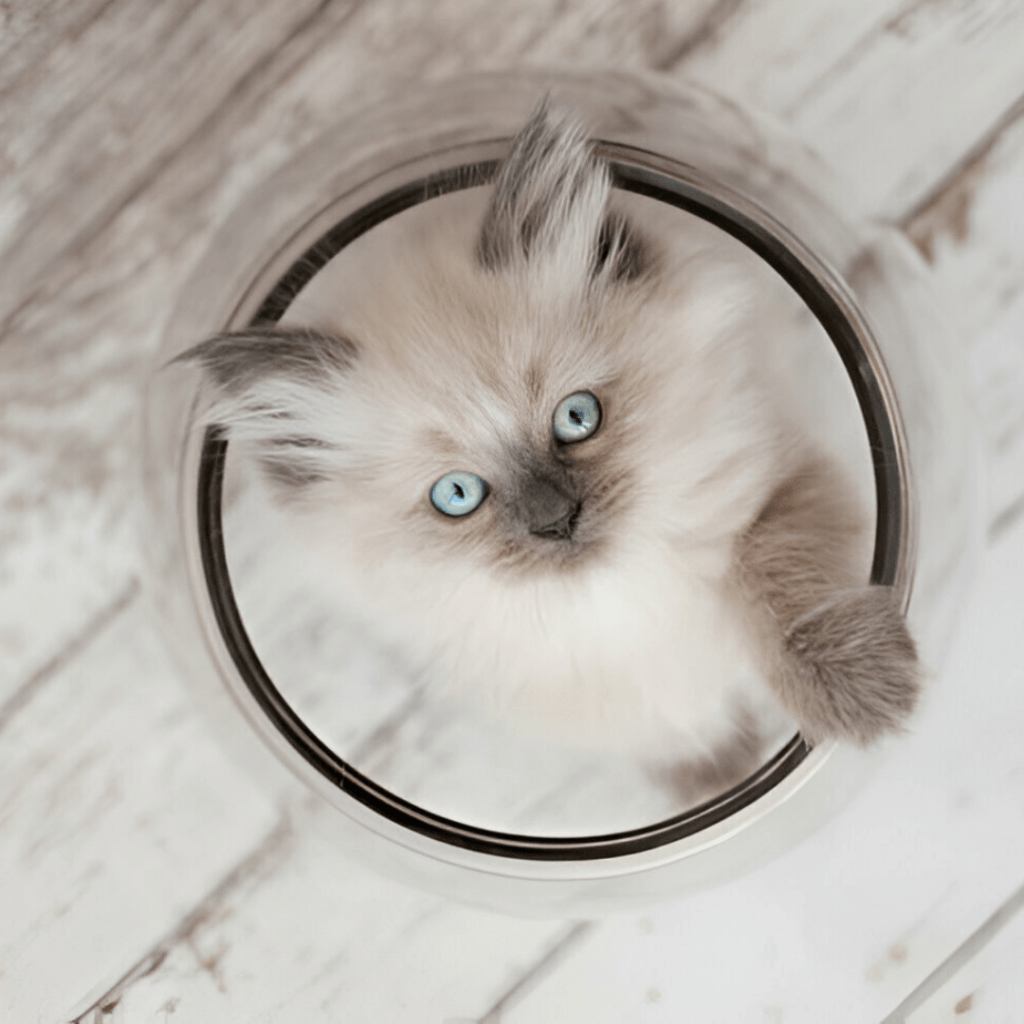Cats for Sale Near Me | Himalayan Kittens near me