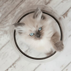 Cats for Sale Near Me | Himalayan Kittens near me