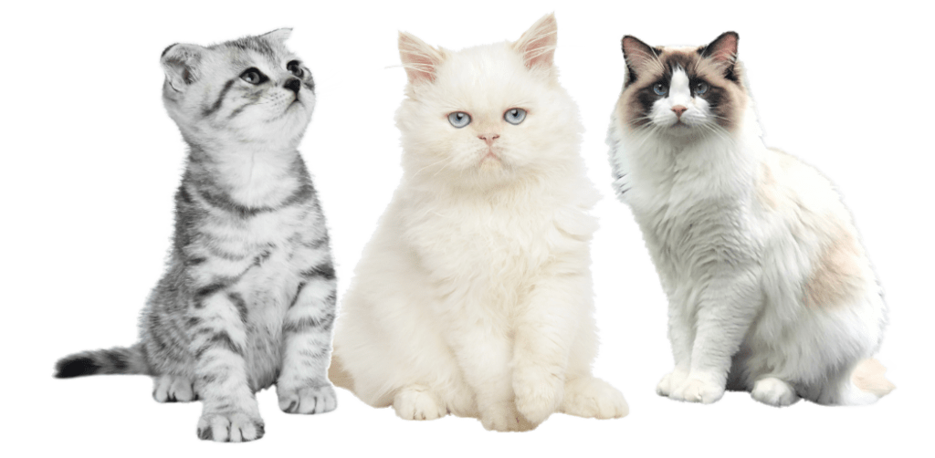 Medical-Certified Cats for Sale in India