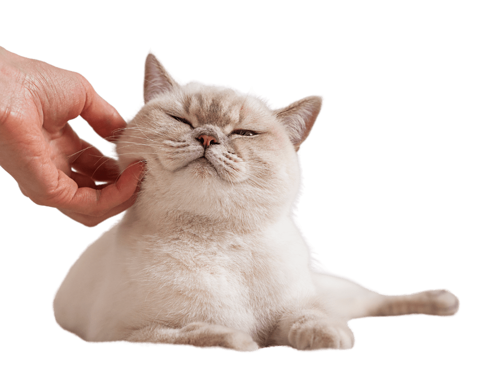 British Shorthair Cats Delivered All Over India | Khan Kittens India