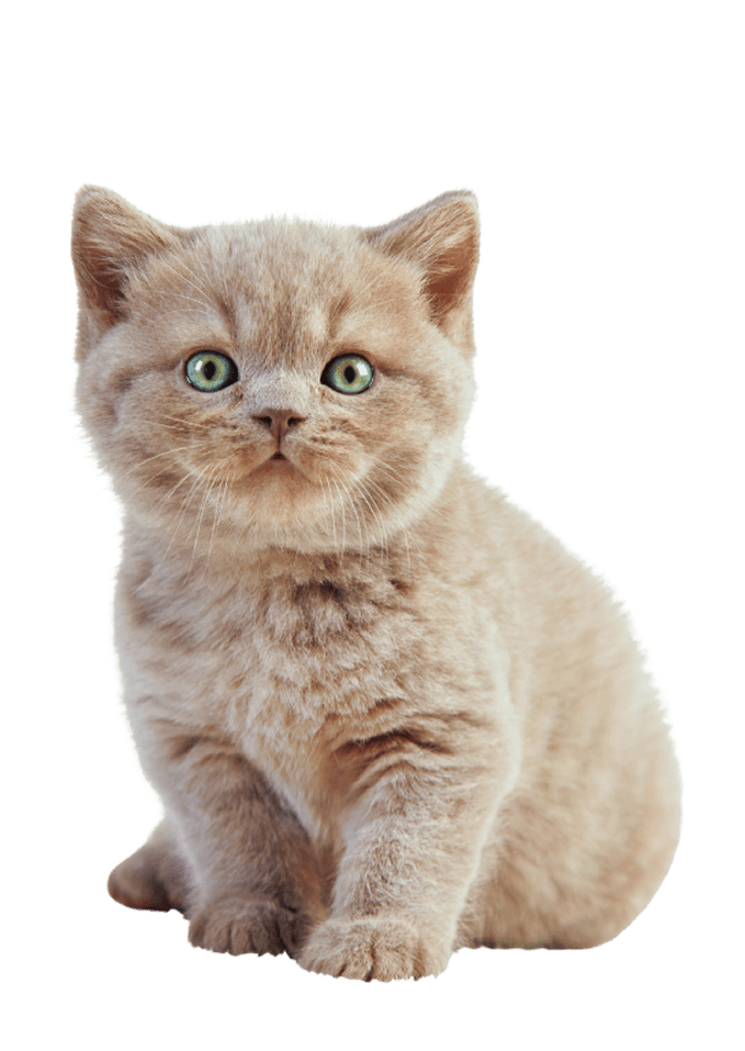 Premium Cat Breeder in India