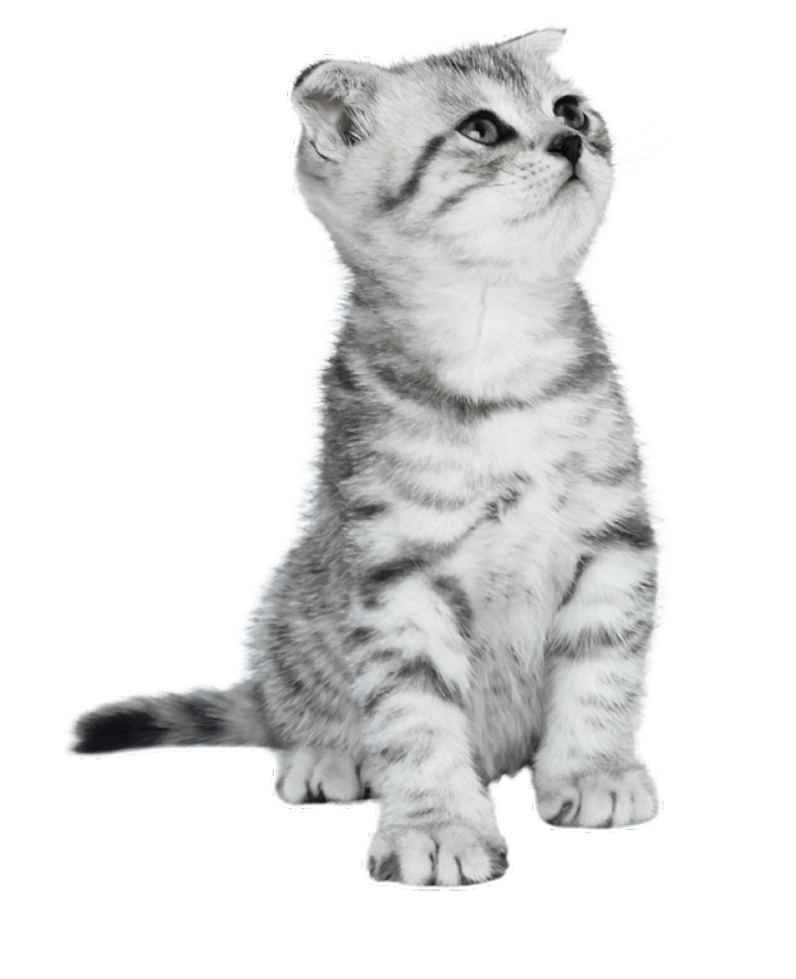 Medical-Certified Cats for Sale in India