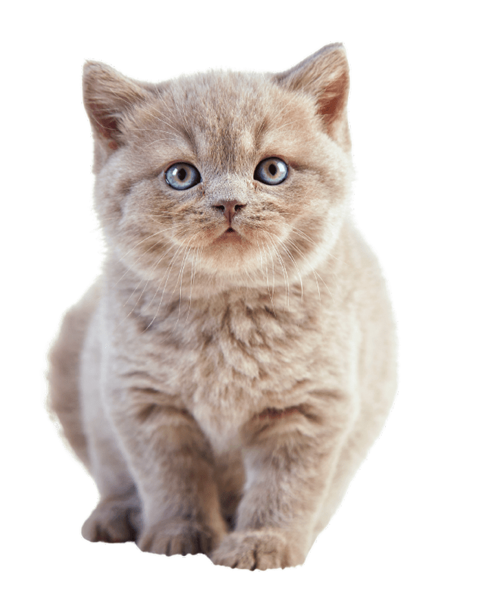 Premium Cat Breeder in India | kittens for sell