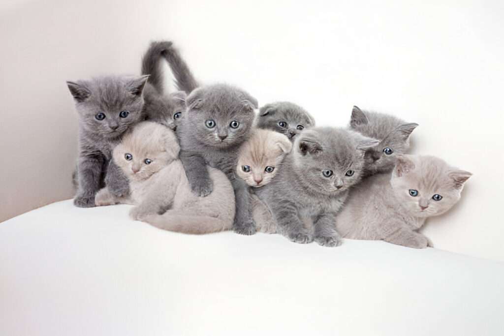 Buying cats online in India