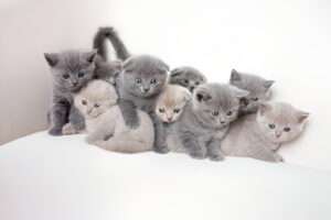 Buying cats online in India