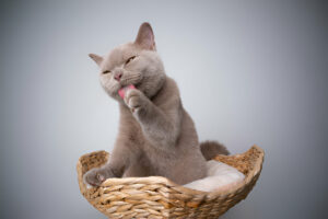 british shorthair kitten