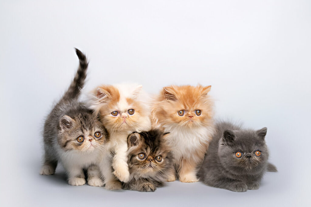 Persian kittens for sell