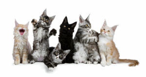 maine coon kittens for sale