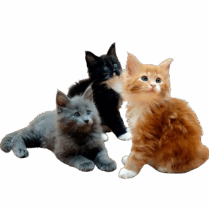 Ragdoll Cats & Kittens for Sale in India – Price Guide