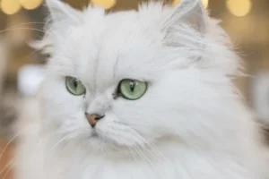 Doll Face Persian Kittens for Sale