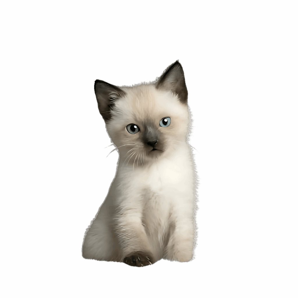 Siamese kittens