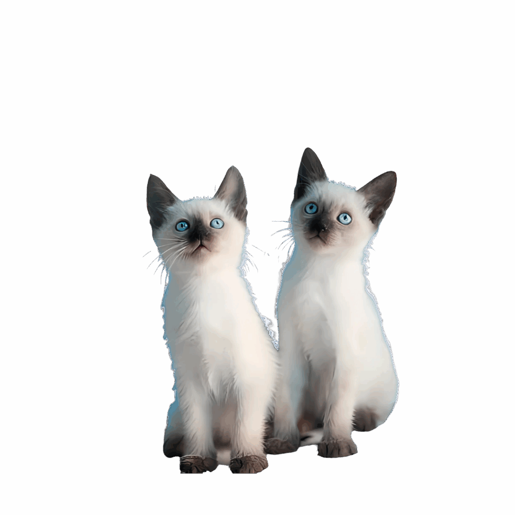 Siamese kittens