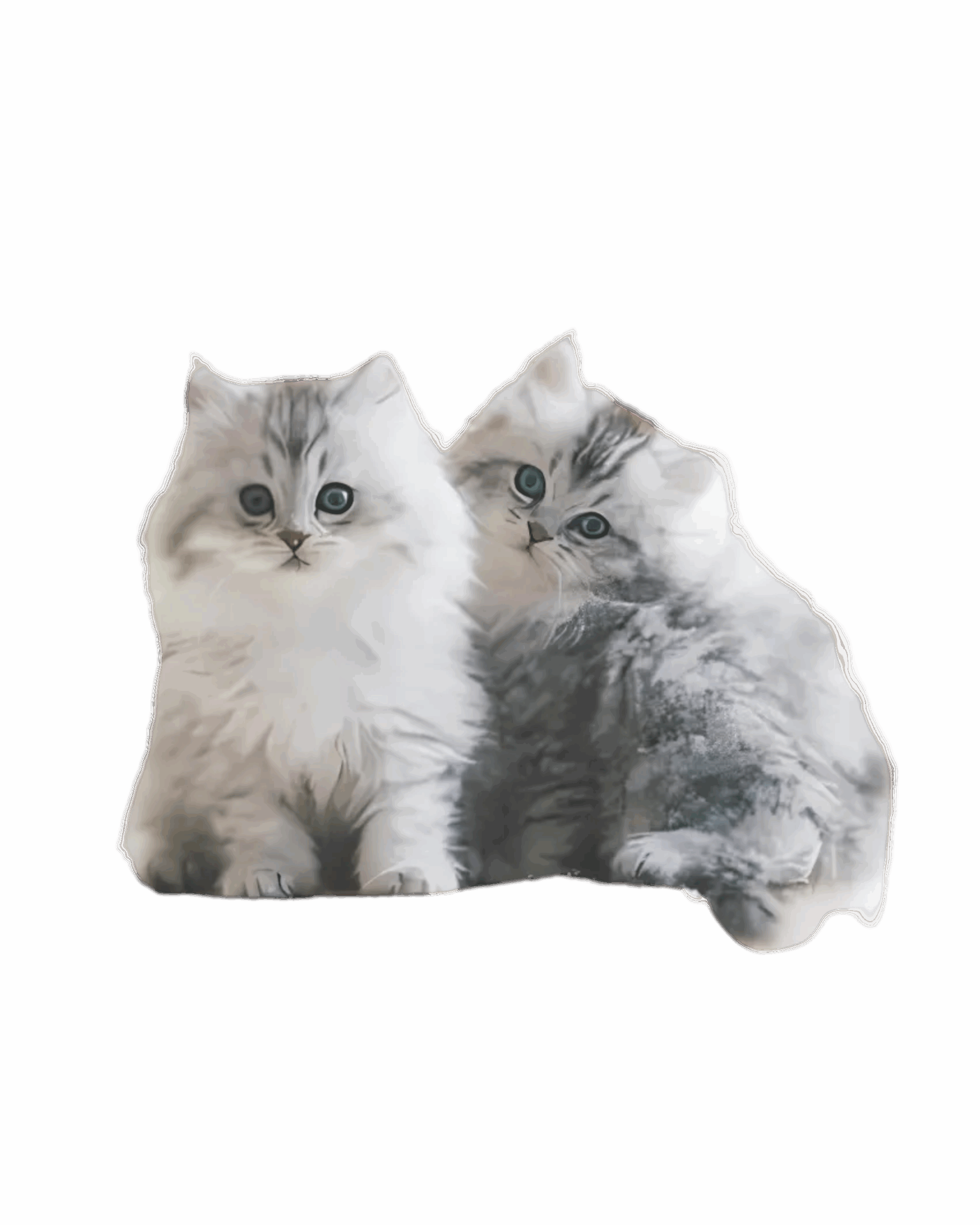 Siberian kitten Siberian kittens for sale