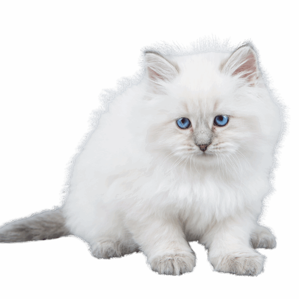 Siberian kitten