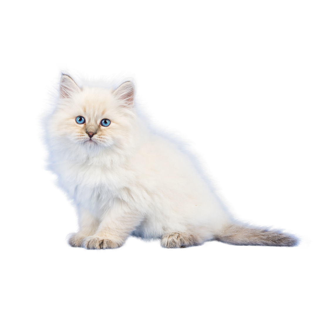 Siberian kitten Siberian kitten