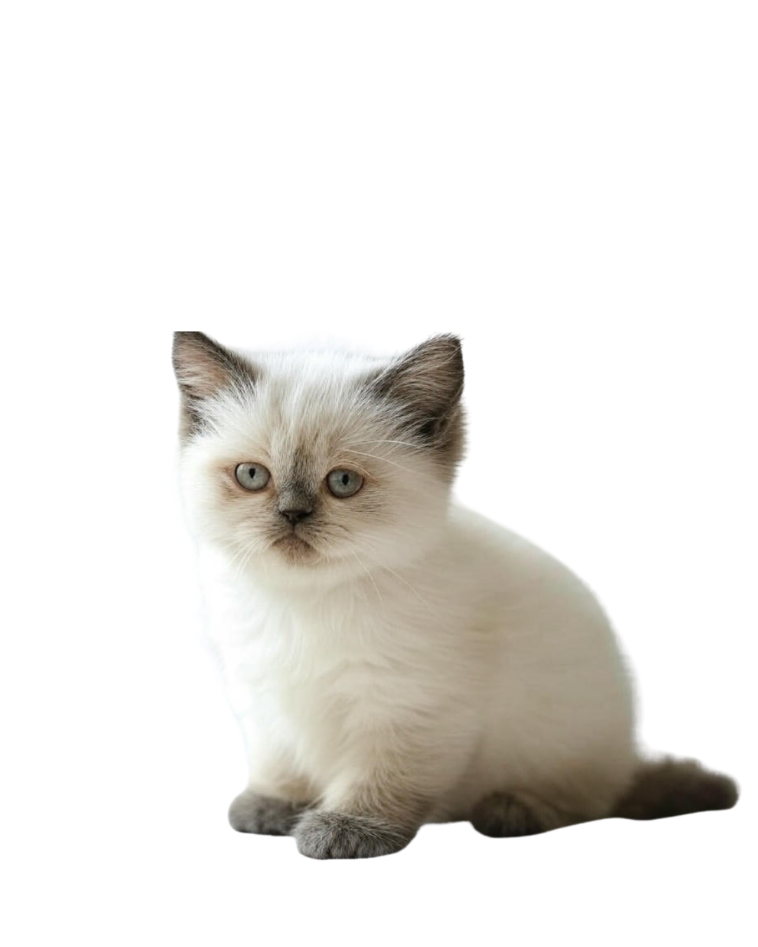 himalayan cat