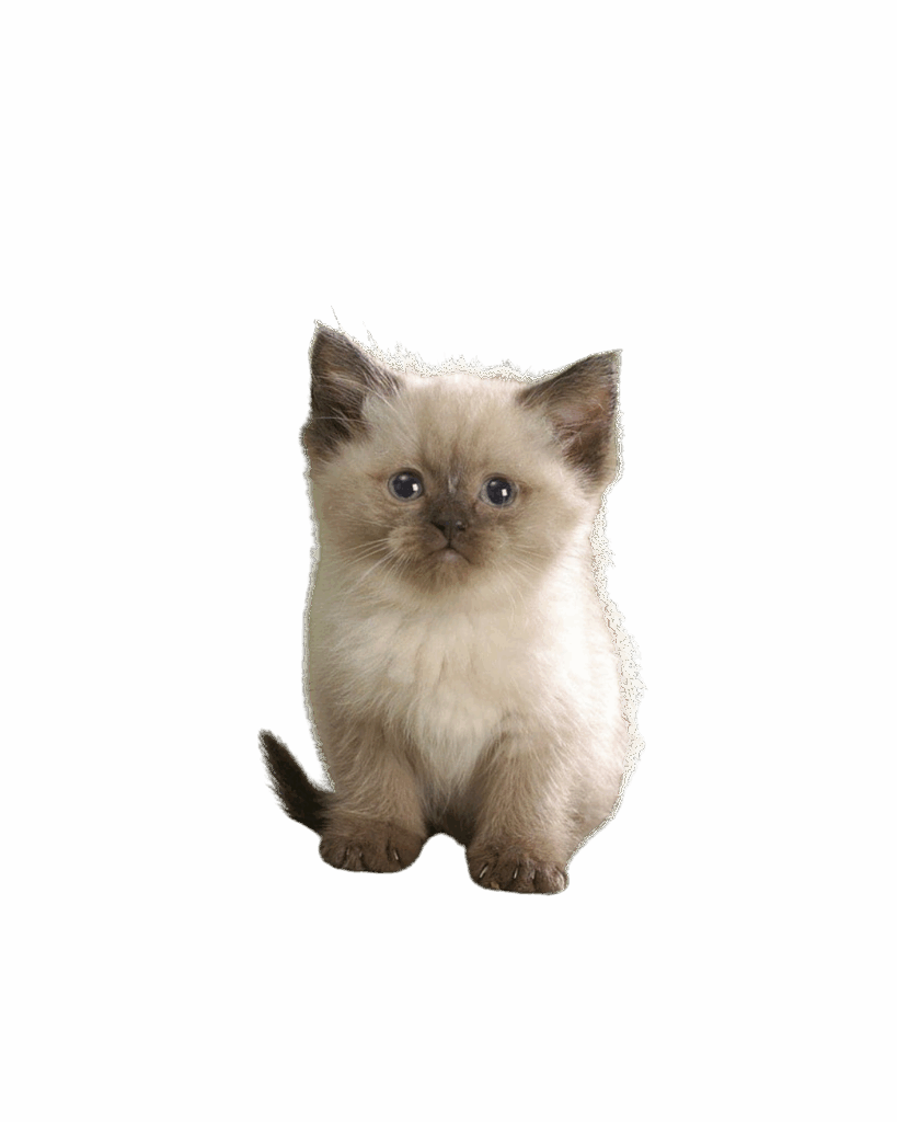 himalayan kitten
