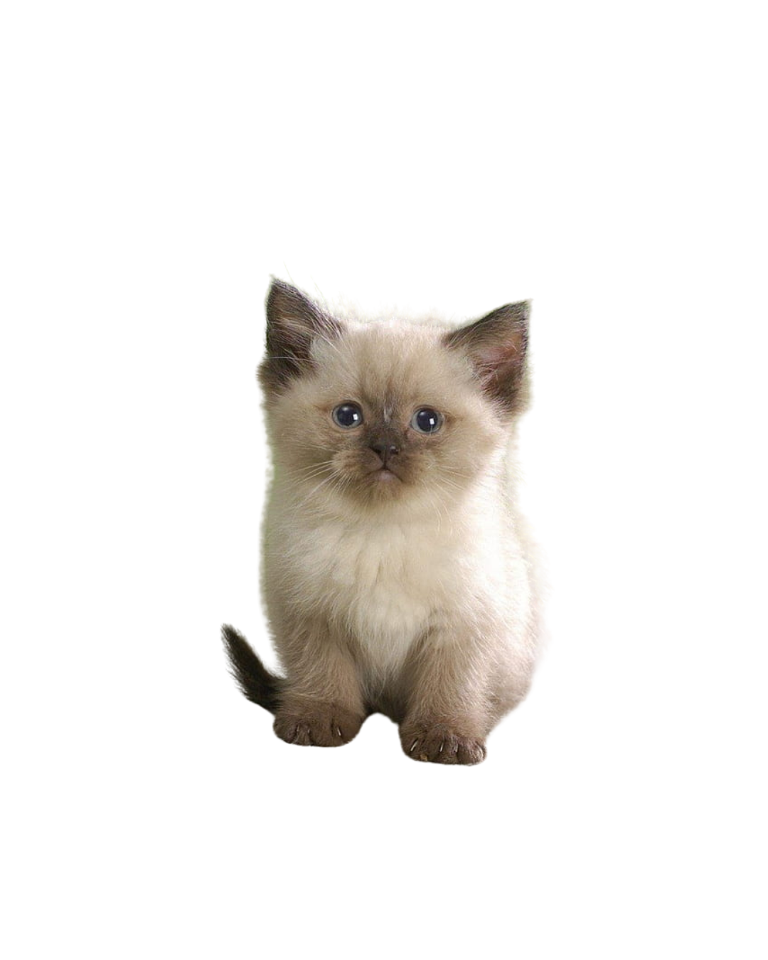 himalayan kitten