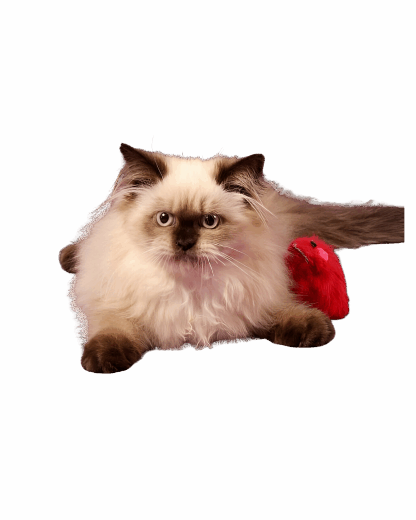 himalayan kittens for sale