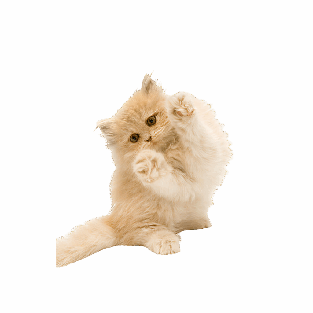 persian cat
